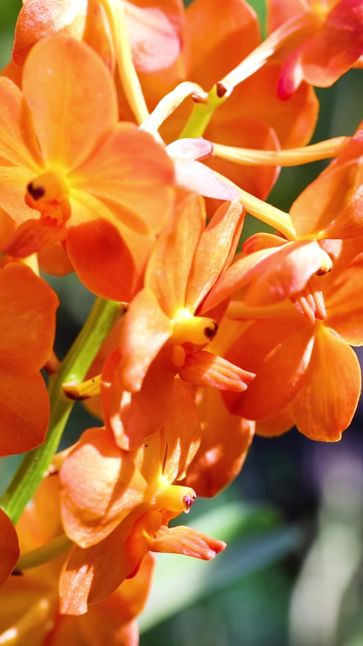 Orquídeas laranja brilhantes balançam em uma brisa suave