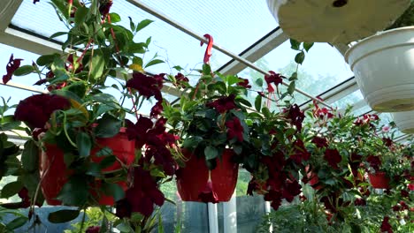 flowers and plants at a large garden store slow motion