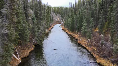bosque virgen a lo largo del río o'donnel, columbia británica, canadá