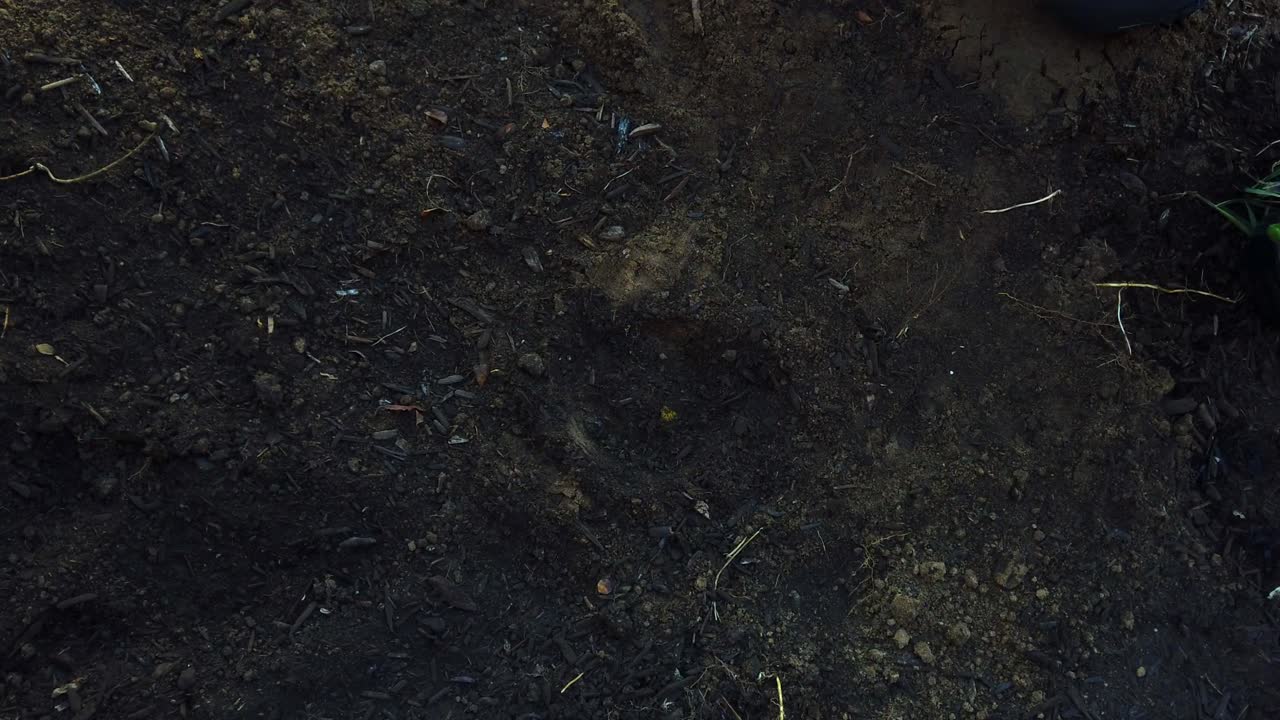 cavando un hoyo para plantar flores lilas en un jardín de flores encima de la tumba de una mascota en cámara lenta