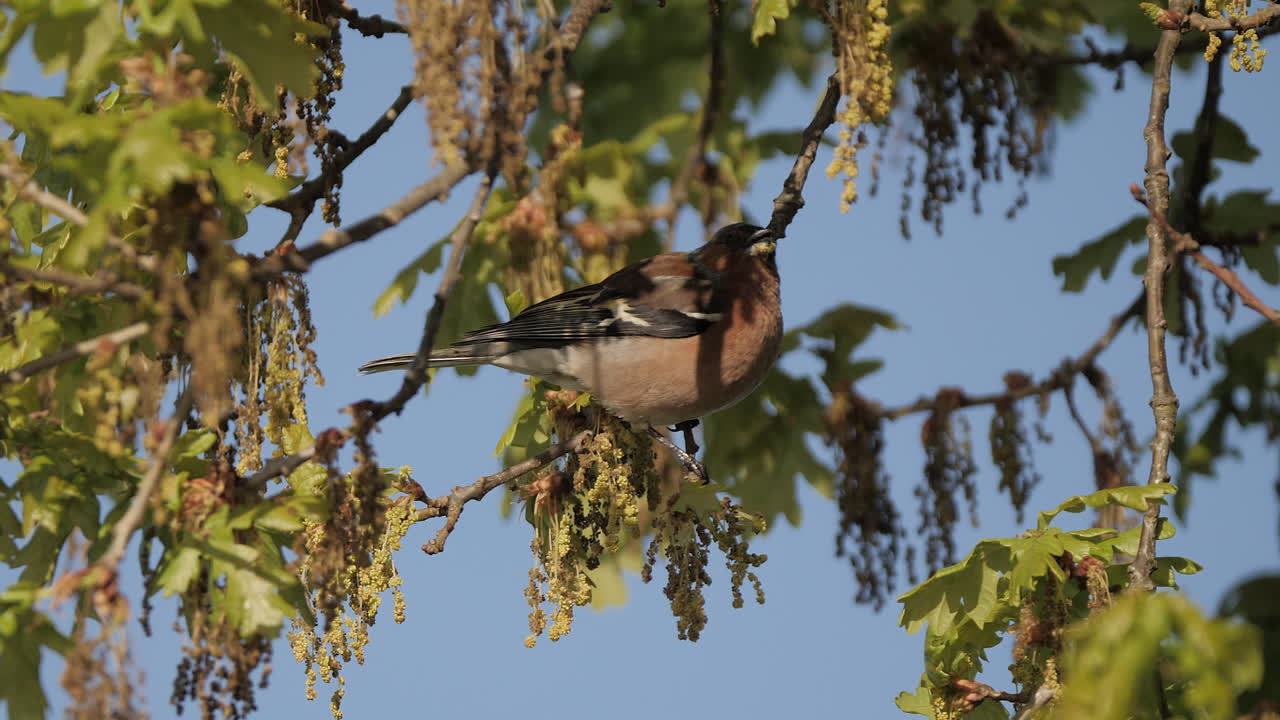 pinzón común comiendo y alimentándose de semillas y hojas en un árbol
