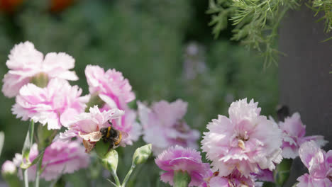 close up video of a honey bumble bee collecting pollen from pink and purple carnation flowers, on a sunny summers day