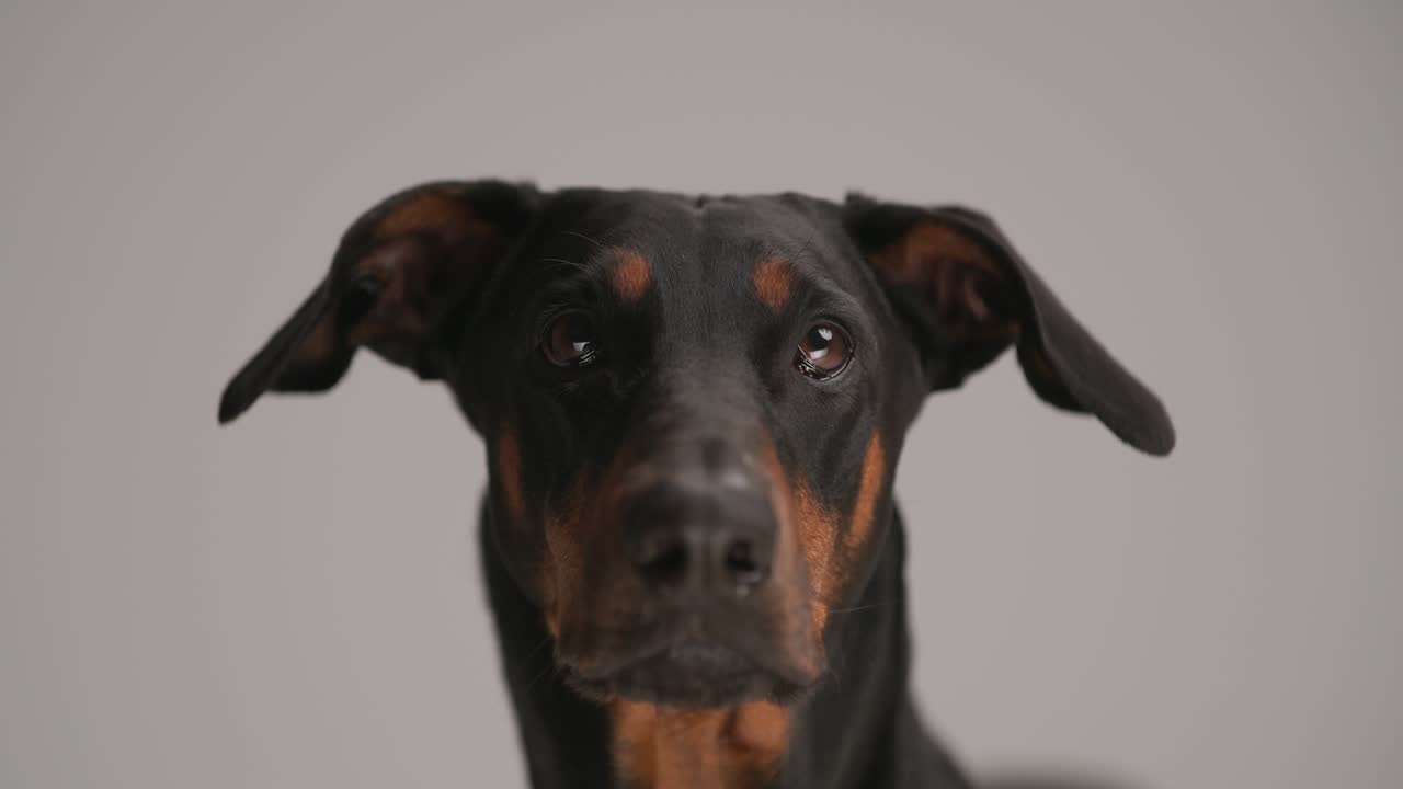 closeup of lovely dobermann dog looking up, licking nose and sticking out tongue on grey background in studio