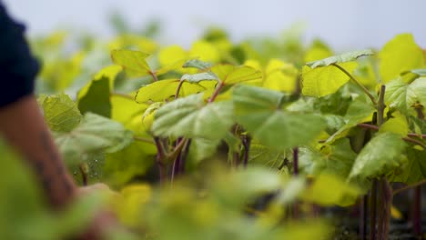 Vineyard Worker Checking The Young Grape Vine