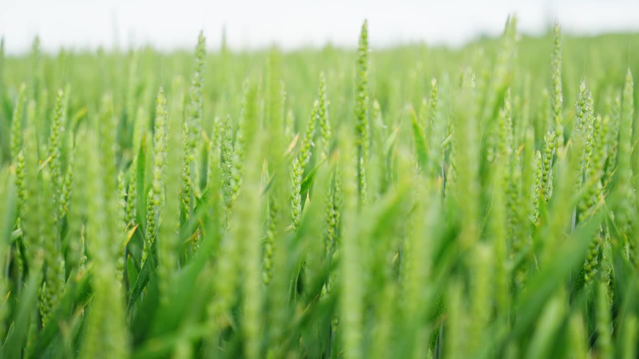 Macro establishing of fresh green wheat stalks maturing under summer sun in fertile field
