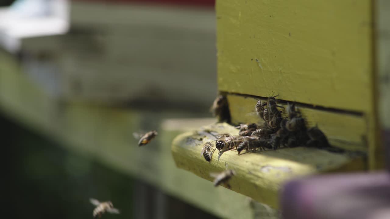Close up and slow motion of honey bees flying in and out of beehive collecting pollen in sunny warm day