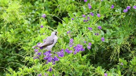 bird perched amidst vibrant purple flowers