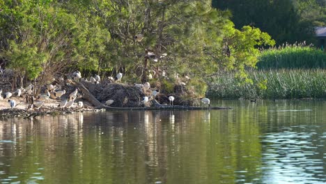 Bandada-De-Ibis-Blancos-Australianos,-También-Conocidos-Como-Pollos-Bin,-Encaramados-En-La-Isla,-Descansando-Y-Construyendo-Nidos-En-Medio-De-Un-Lago-De-Vida-Silvestre-En-Un-Ambiente-De-Humedal-Durante-La-Temporada-De-Reproducción