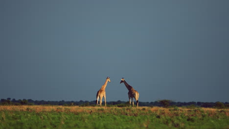 Un-Par-De-Jirafas-Pastando-Tranquilamente-En-Los-Pastizales-Del-Kalahari-Central-En-áfrica