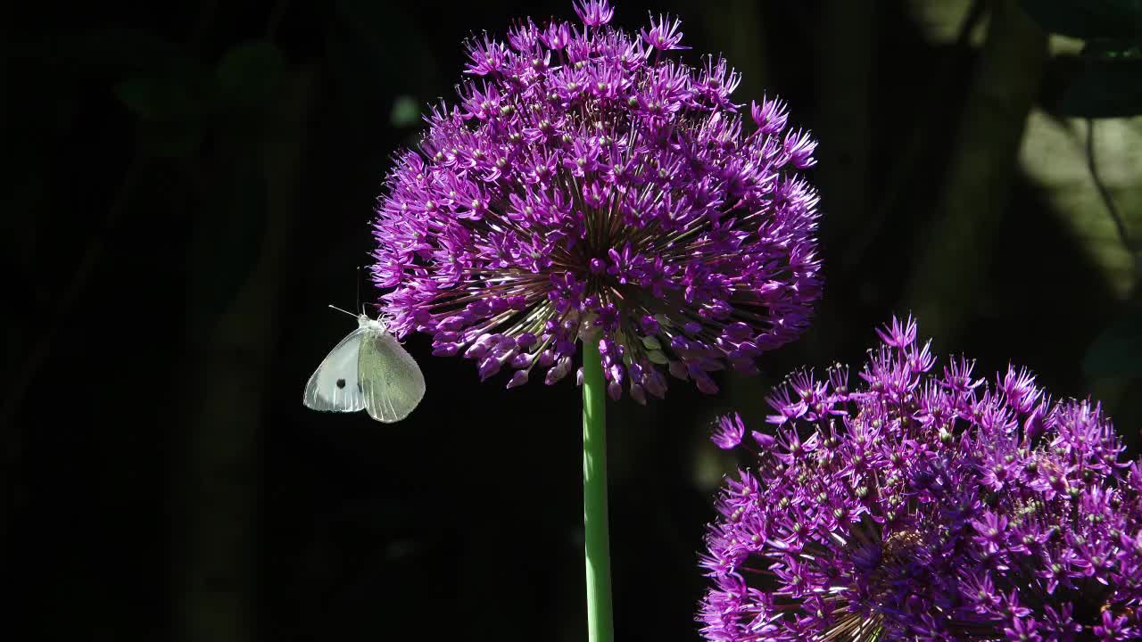 Cabbage white butterfly on purple allium flower head with second allium flower.