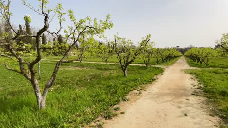 vemos una larga carretera de tierra alineada a ambos lados con árboles de fruta de pera en flor y sacando nuevos brotes verdes en un suelo con hierba cortada excepto los bordes de las carreteras en el jardin de el principe