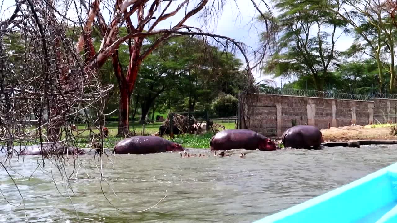 hipopótamos saliendo del agua visto desde un barco de fibra azul en el lago naivasha, kenia