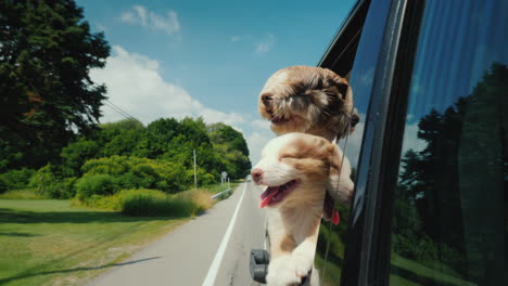 Two-Cute-Pets-Travel-With-The-Owner-Peeking-Out-Of-A-Car-Window-On-A-Suburban-Road