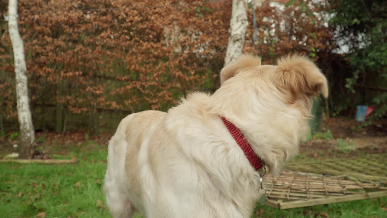 황금 개는 호기심을 가지고 뒷마당을 둘러보고 있습니다.