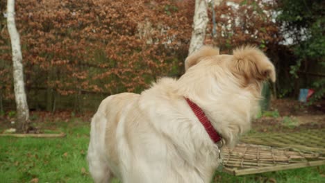 el perro dorado mira con curiosidad alrededor en el jardín trasero