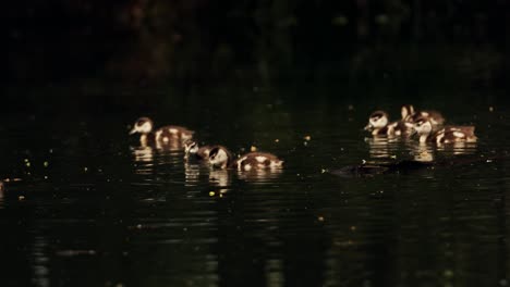 Gruppe-Von-ägyptischen-Gänsebabys-Schwimmen