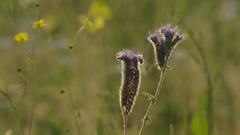 purple flowers in a meadow