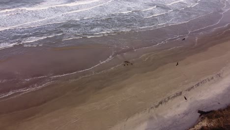 Luftaufnahme-Von-Oben-Nach-Unten-Von-Wilden-Aasfressern,-Die-Tote-Tiere-Am-Strand-Fressen---Eine-Gruppe-Schwarzer-Geier,-Die-In-Der-Luft-Fliegen