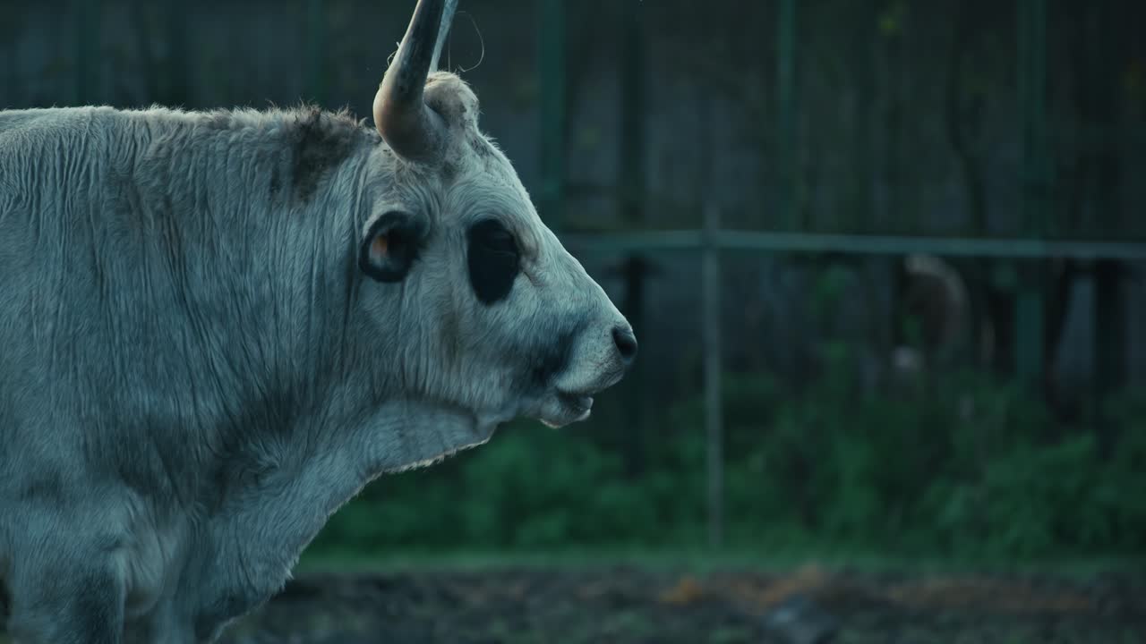 side profile of Hungarian Grey Cattle with curved horns at Lonjsko Polje Krapje
