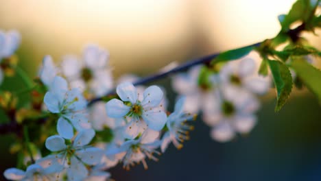 white cherry blossoms in shallow depth of field during sunset