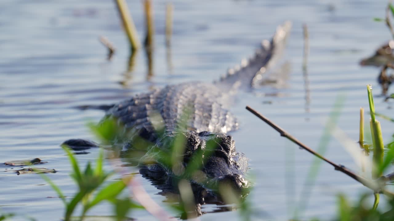 disparo frontal de cuerpo completo de caimán rojo acostado en aguas poco profundas del humedal de iberá