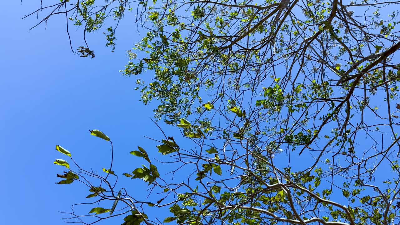 Upward view of leafy tree branches swaying slowly against bright blue daytime sky