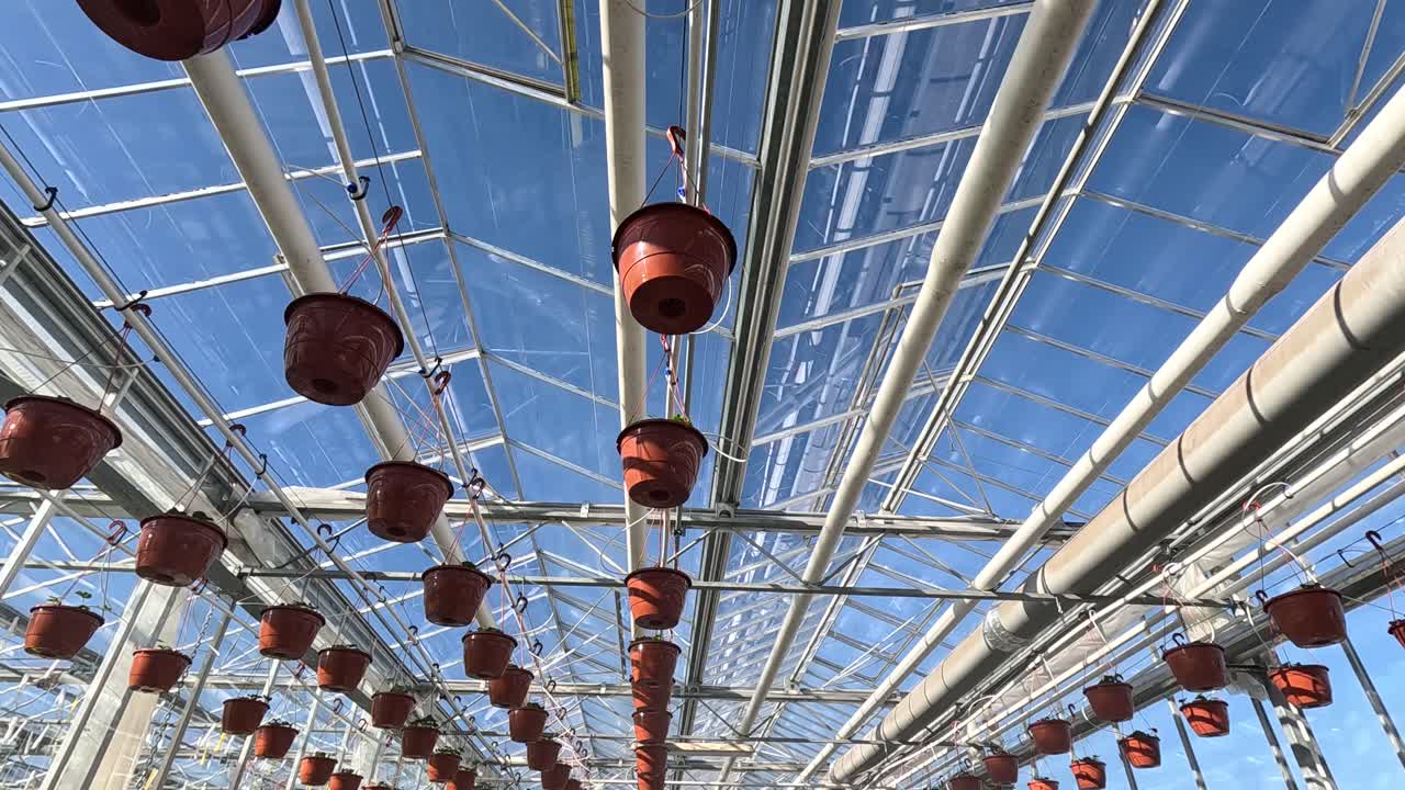 Modern greenhouse interior featuring rows of hanging orange pots connected to an automated irrigation system, under a glass roof with natural sunlight.