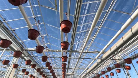 modern greenhouse interior featuring rows of hanging orange pots connected to an automated irrigation system, under a glass roof with natural sunlight.