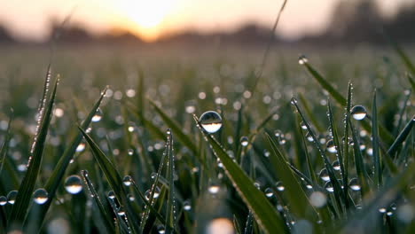 dewdrop reflecting sunrise on blade of grass