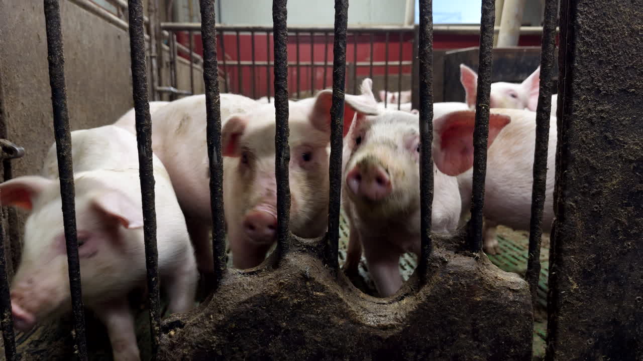 Cute piglets indoors in shed behind bars smelling the air, livestock husbandry