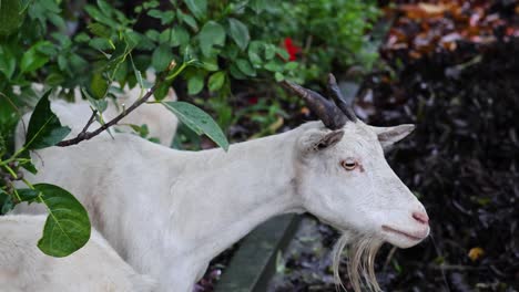 goat eating leaves from a bush steadily