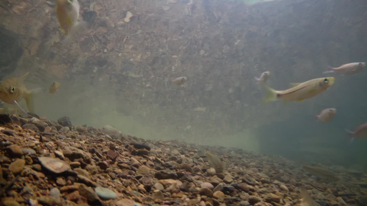 kaeng krachan 국립 공원은 많은 환상적인 야생 동물의 서식지이며 개울은 동물이 마시고 물고기가 헤엄칠 수 있는 신선한 물의 생명원입니다.