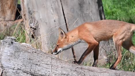 slowmotion shot of a young curious fox walking and sniffing a fallen tree