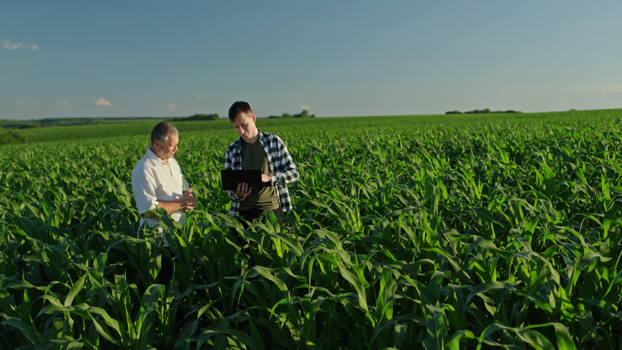 agricultores inspeccionando los cultivos de maíz utilizando la tecnología