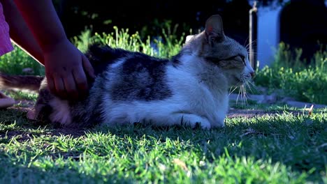 una fotografía de un gato irritado y un niño pequeño que lo acaricia con dureza