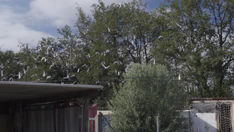 flock of pigeons flying over a coop