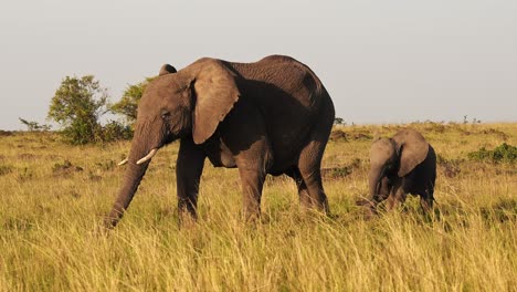 Slow-Motion-of-Baby-Elephant-and-Protective-Mother-Protecting-its-Young-in-Herd-of-Elephants,-African-Wildlife-Safari-Animals-in-Masai-Mara,-Africa,-Kenya,-Steadicam-Gimbal-Tracking-Shot