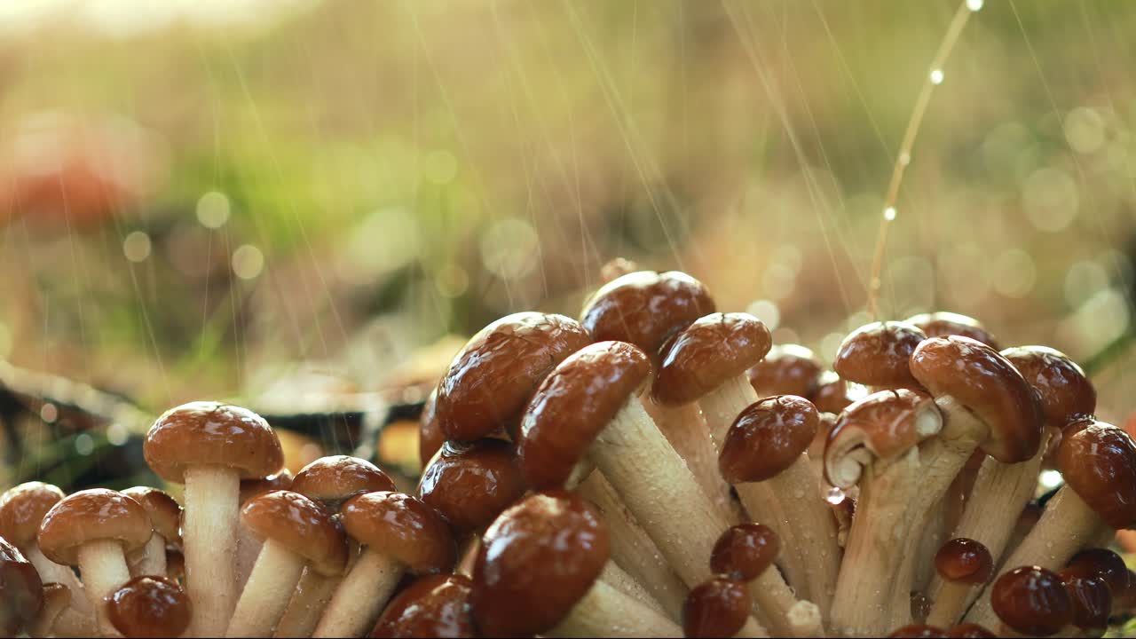 hongos armillaria de agarico de miel en un bosque soleado bajo la lluvia.