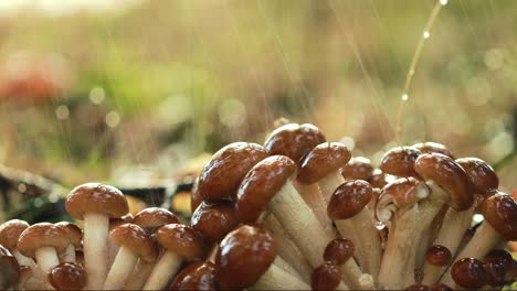 armillaria mushrooms of honey agaric in a sunny forest in the rain.