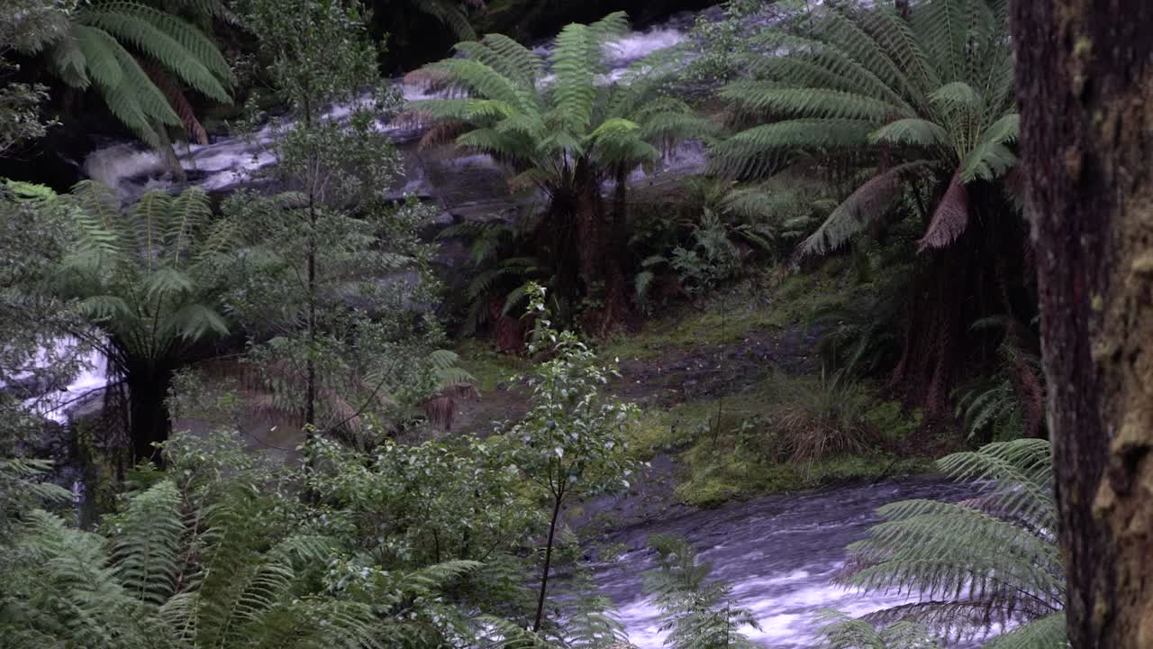 dos arroyos de cascada que fluyen en la selva tropical