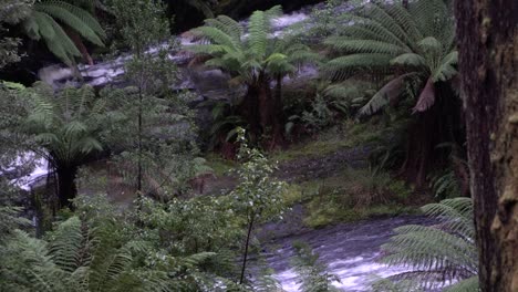 Dos-Arroyos-De-Cascada-Que-Fluyen-En-La-Selva-Tropical