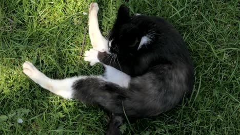 the cat washes, licks fur, view from above