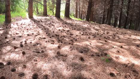punto de vista de ángulo bajo a través del bosque de pinos con muchos conos de pino en el suelo en verano