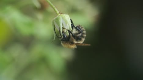 Hairy-english-bumblebee-feeding-on-a-flower-and-flying-away-slow-motion