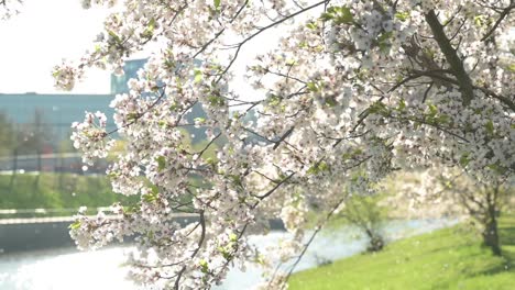 Zeitlupenansicht-Der-Kirschblüten-An-Einem-Sonnigen-Frühlingsmorgen