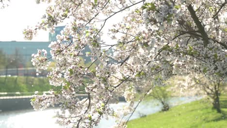 화창한 봄 아침에 벚꽃의 슬로우 모션 보기