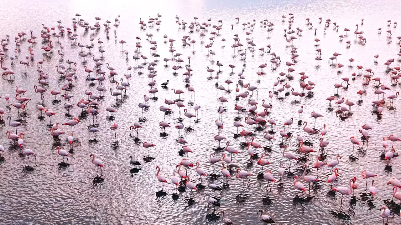 Large group of flamingos standing in shallow water at sunrise. Many flamingos stand in shallow water, feeding and resting during early morning hours in a quiet natural setting