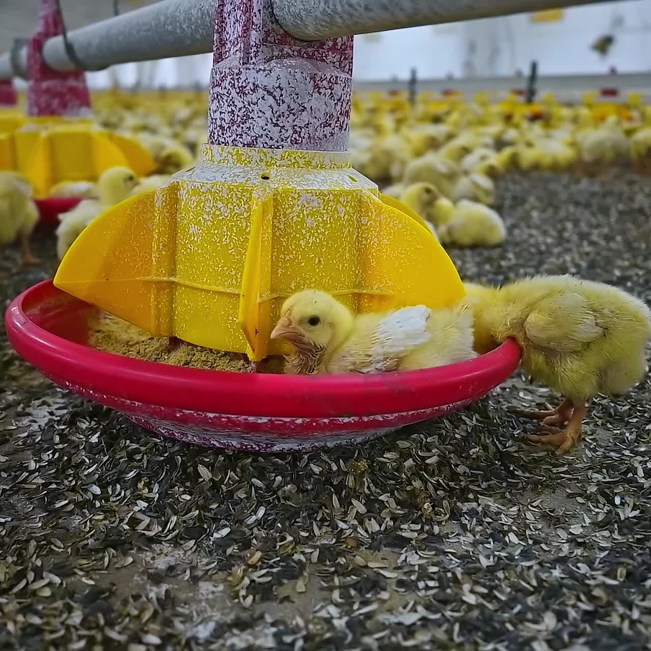 Hühnerzucht. Gelbe Küken fressen Samen in speziellen Trögen auf einem großen Industriebetrieb. Geflügelindustrie. Zucht von Nutztieren.