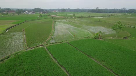 Toma-De-Un-Dron-En-órbita-De-Un-Campo-De-Arroz-Inundado-Con-Una-Planta-De-Arroz-Joven-Con-Un-Patrón-Hermoso-En-Un-Cielo-Nublado-1