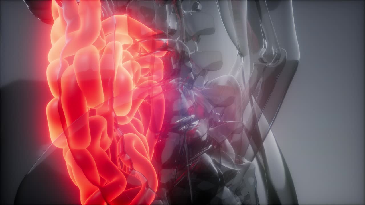 Esame radiologico dell'intestino tenue umano